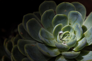 Succulent with Dew