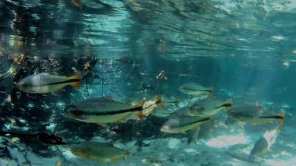 Flotation in the Triste River, Nobres, Mato Grosso Brazil. Beautiful shoal of fishes. Great...