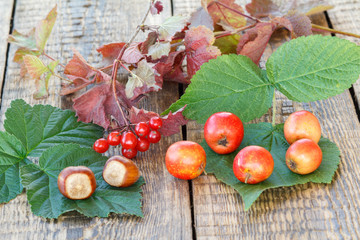 Naklejka na ściany i meble Autumn still life with fruits of hawthorn, hazelnuts, branch of viburnum.