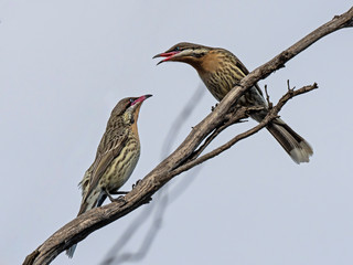 Spiny-cheeked Honeyeater (Acanthagenys rufogularis). Walpeup, Victoria, Australia