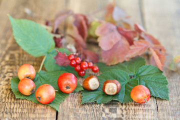 Autumn still life with fruits of hawthorn, hazelnuts, branch of viburnum.