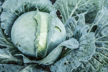 Obraz premium Fresh organic headed cabbage with leaves. Natural and safety food