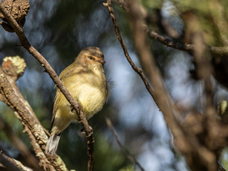 Weebill (Smicrornis brevirostris) race 