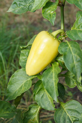 Green bell pepper growing on bush in the garden. Bulgarian or sweet pepper