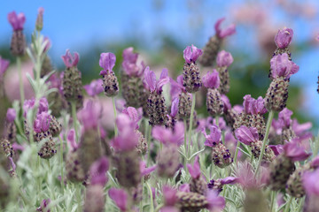 フレンチラベンダー