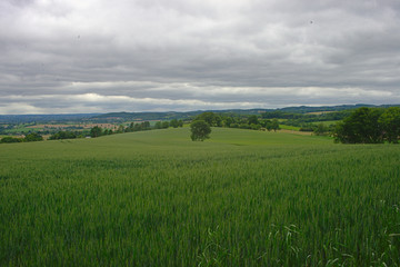 Fototapeta premium Wheat field with forests and sky in background