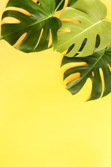 Fototapeta na wymiar tropical green leaves monstera frame on yellow background top view. Flat lay. Copy space