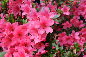 Pink Japanese azalea rhododendron flowers blooming in a garden during summer