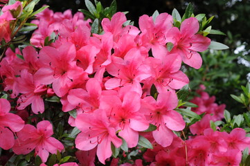 Pink Japanese azalea rhododendron flowers blooming in a garden during summer