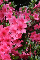 Pink Japanese azalea rhododendron flowers blooming in a garden during summer