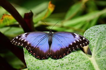 Butterfly on the leaf
