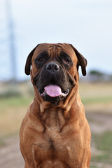 handsome bullmastiff in the nature