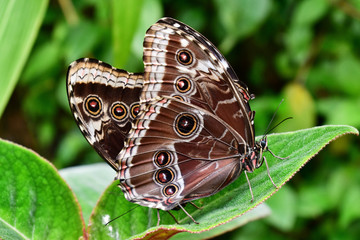 Obraz premium Butterfly on the leaf