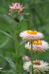 Flowers, white and  yellow