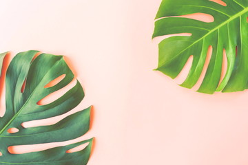 Green tropical monstera leaves on pink  background top view. Flat lay. Copy space