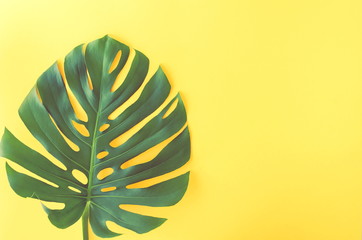 tropical green leaf monstera on yellow  background top view. Minimal floral concept. Floral card. Flat lay. Copy space