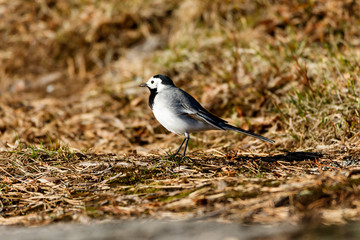 White Wagtail in a morning sun.