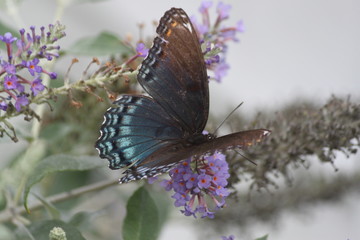 Blue Butterfly