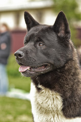 American Akita in the park