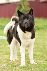 American Akita in the park