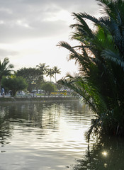 Obraz premium Green leaves of coconut palm on river