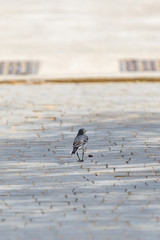 a small gray wagtail will tear into the distance