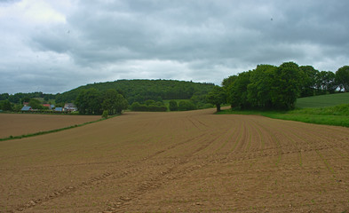 Fototapeta na wymiar Agricultural field with small corns growing and cloudy sky