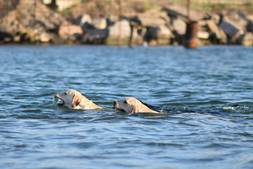 Fototapeta premium Labrador floats along the sea