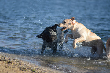 Labrador floats along the sea