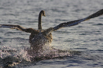 Volga Delta. Astrakhan Reserve. Swan.