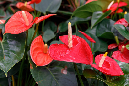Big group of bright red anthurium flowers