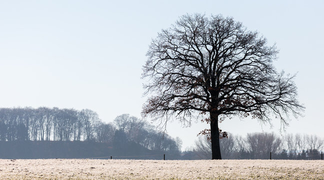OBERPFAFFENHOFEN, BAVARIA / GERMANY - December 26, 2018: Silhouette of a lonely tree. Calm and peaceful winter scenery / setting. Concept. Loneliness, nostalgia, romance, solitude, thoughts, growth.