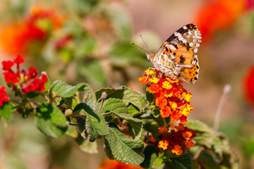 Closeup of big red butterfly is sitting on flower