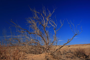 Uzbekistan Kyzylkum desert. Saxaul.
