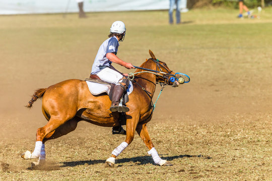 Polocrosse Rider Player Racket Ball Horse Pony Unidentified Riding Game Closeup Action