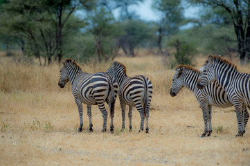 Fototapeta na wymiar Four Zebra with backs to camera standing in pairs with green blurred background