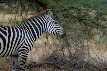 Fototapeta na wymiar Zebra facing right with open mouth showing pink tongue with blurred green shrub behind