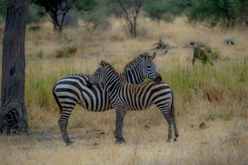 Fototapeta na wymiar Zebra and a young zebra with baby brown hair, mother has head resting on baby, with green blurred background
