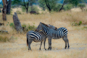 Obraz premium Dwie zebry, jedna opiera głowę na grzbiecie drugiej zebry na rozmytej suchej trawie i zielonych krzewach