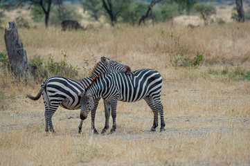 Fototapeta na wymiar Two Zebra, one with head on the other zebra as the other zebra has head down towards dry grass. Standing against blurred background