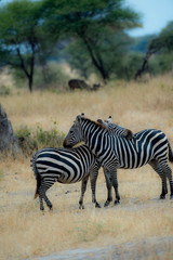 Portrait format of two zebra. One zebra has head resting on the back of the other zebra and one has back leg raised. Both standing against blurred dry grass background