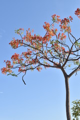 RED COLOR FLOWERS WITH SKY
