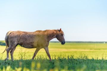 Naklejka na ściany i meble Lonely horse grazing in a park meadow.