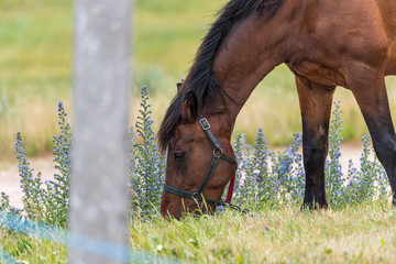 Lonely horse grazing in a park meadow.