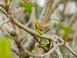 Detail of leaves, green with red