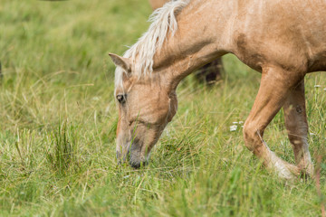 Lonely horse grazing in a park meadow.