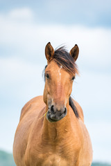 Obraz premium Lonely horse grazing in a park meadow.