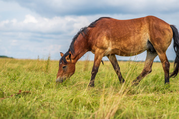 Lonely horse grazing in a park meadow.