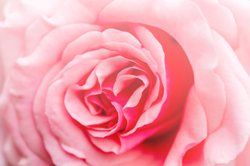 Pink roses blurred with blurred pattern background.