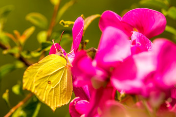 brimstone butterfly on vetch flower